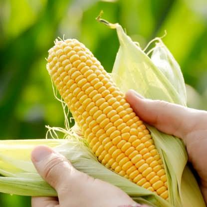 تصویر از ذرت